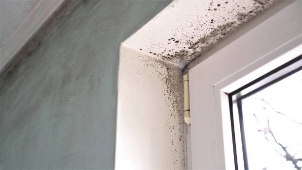 Best Mold Remediation for Specific Building Types in Barberton, WA