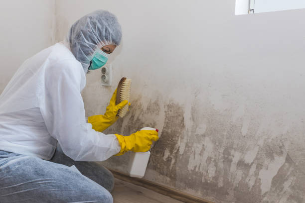 Best Attic Mold Remediation in Barberton, WA