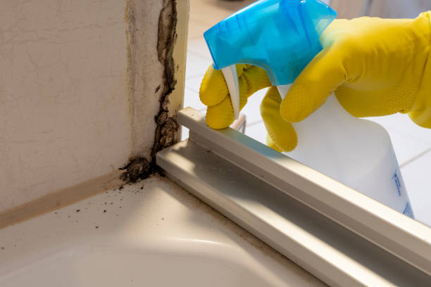 Best Emergency Mold Remediation in Barberton, WA