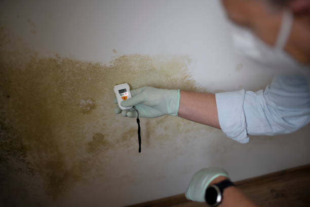 Best DIY Mold Remediation Support Services in Barberton, WA