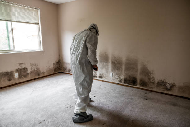 Best Attic Mold Remediation in Barberton, WA