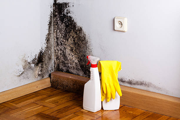 Best Insurance-Related Mold Remediation in Barberton, WA