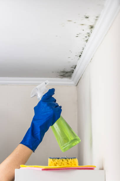 Best Residential Mold Remediation in Barberton, WA