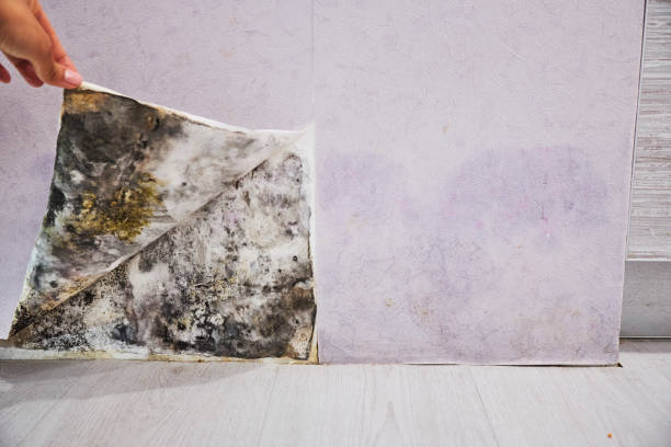  Barberton, WA Mold Removal Pros